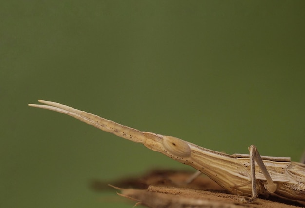 Photo close-up of insect on wood against green background