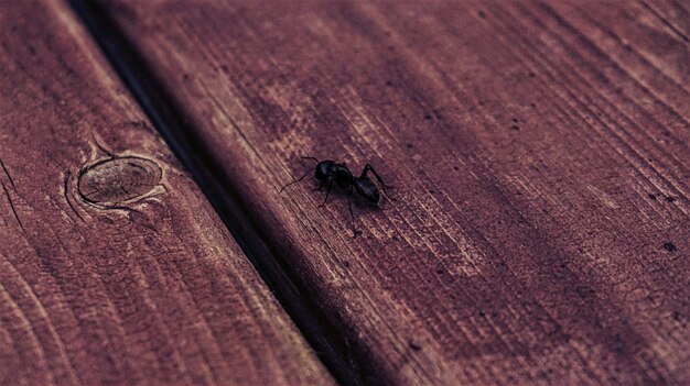 Photo close-up of insect on wood