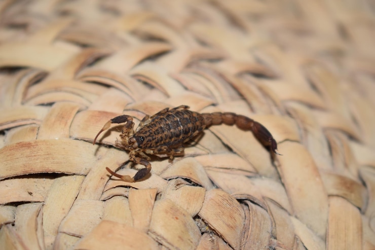 Photo close-up of insect on wood