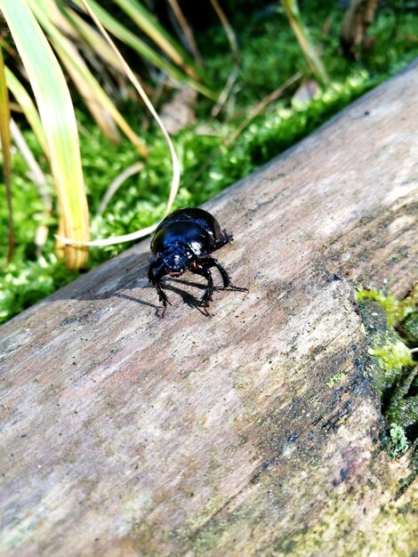 Close-up of insect on wood