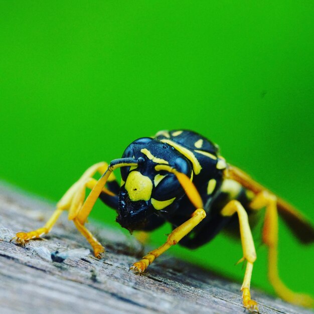 Close-up of insect on wood