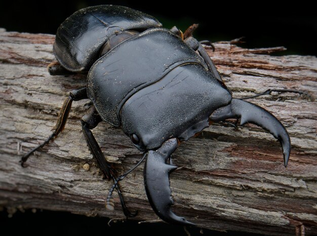 Photo close-up of insect on wood