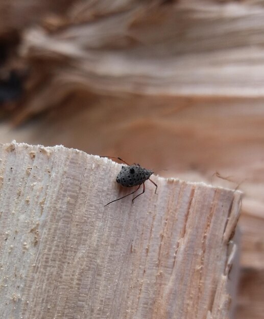 Foto prossimo piano di un insetto sul legno