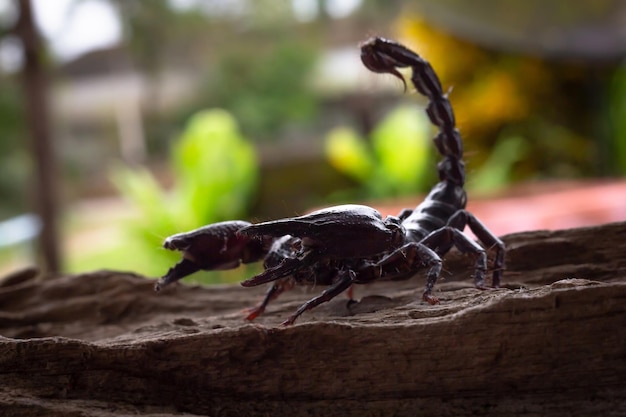 Photo close-up of insect on wood