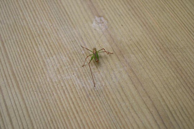 Foto prossimo piano di un insetto sul legno