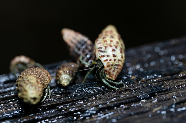 Photo close-up of insect on wood