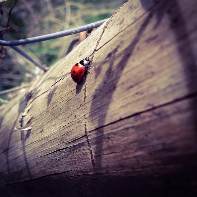 Photo close-up of insect on wood