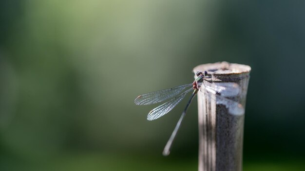 Photo close-up of insect on wood