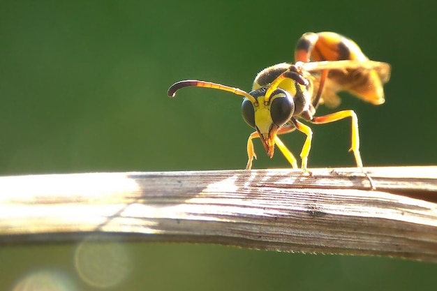 Photo close-up of insect on wood