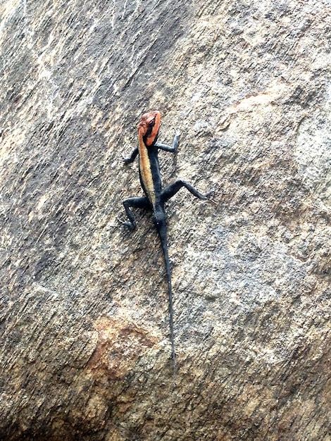 Photo close-up of insect on wood