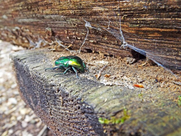 Photo close-up of insect of wood