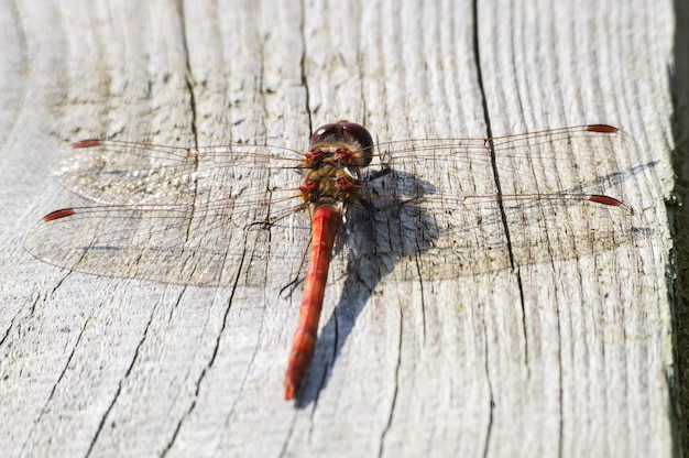 Close-up of insect on wooden table