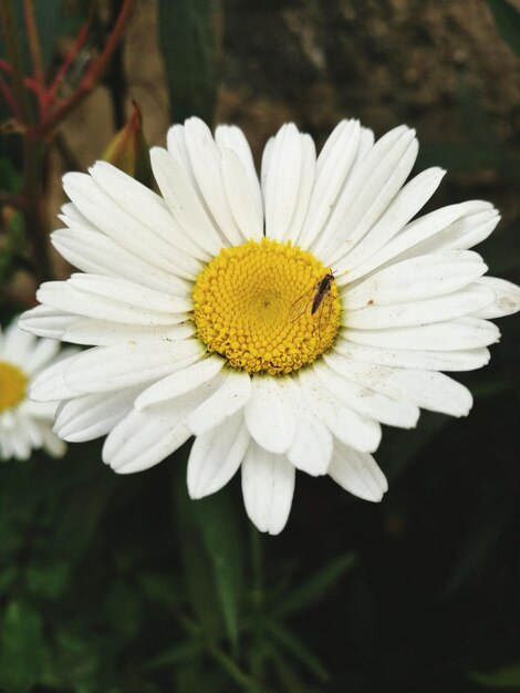 Close-up of insect on yellow flower blooming outdoors