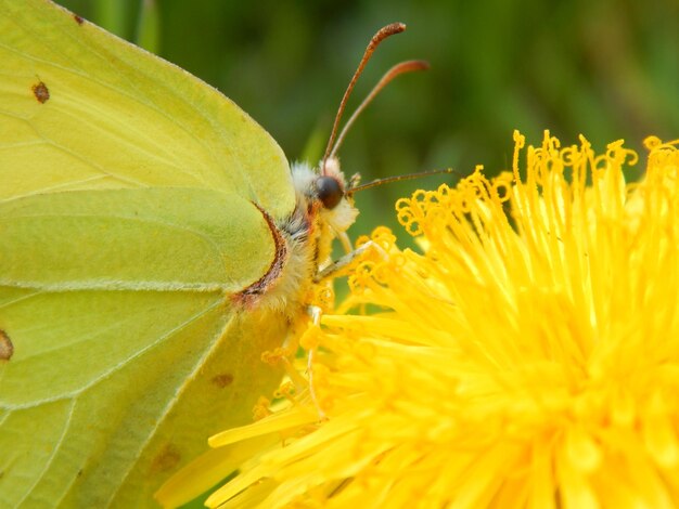 Close-up of insect on yellow flower