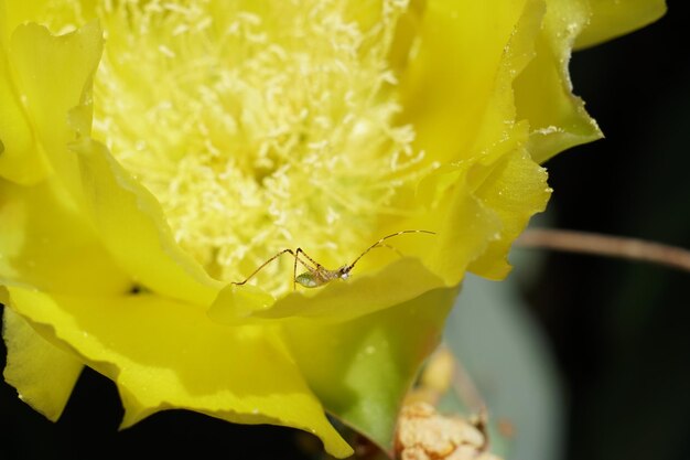 Close-up of insect on yellow flower