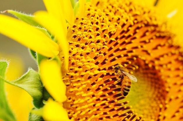 Close-up of insect on yellow flower