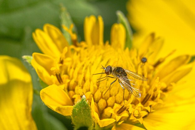 Close-up of insect on yellow flower