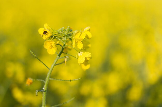 Close-up of insect on yellow flower