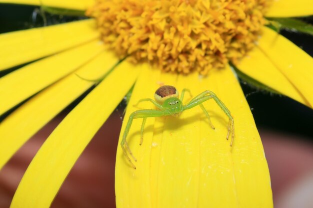 Close-up of insect on yellow flower