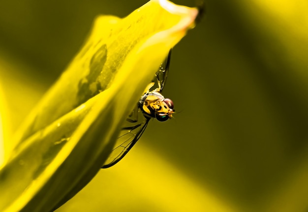 Foto prossimo piano di un insetto su un fiore giallo