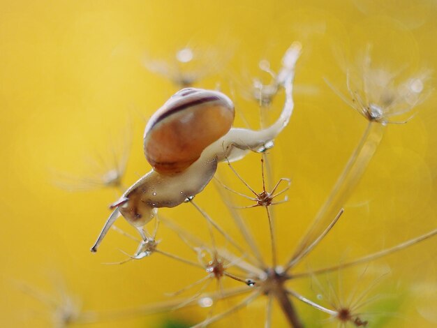 Close-up of insect on yellow flower