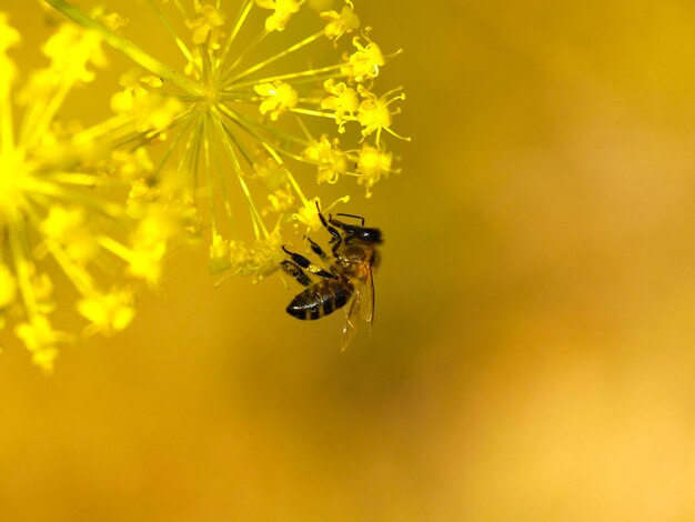 Close-up of insect on yellow flower