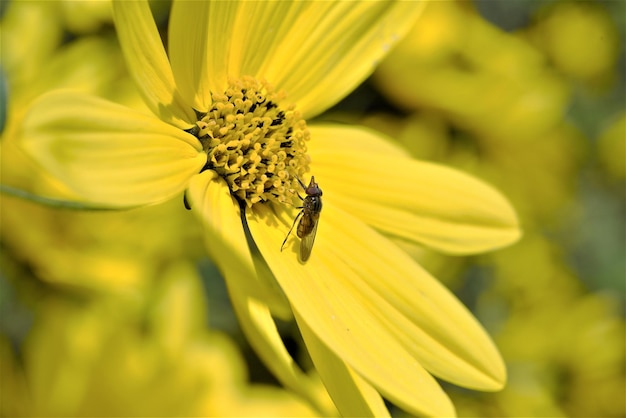 Close-up of insect on yellow flower