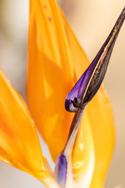 Close-up of insect on yellow flower