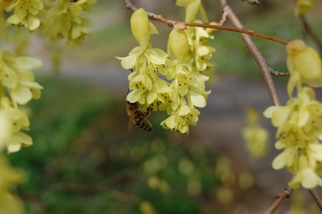 Foto prossimo piano di un insetto su un fiore giallo