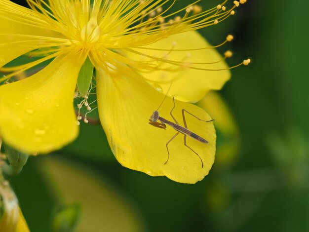 Close-up of insect on yellow flower