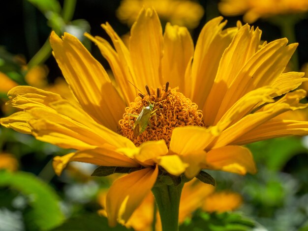 Close-up of insect on yellow flower