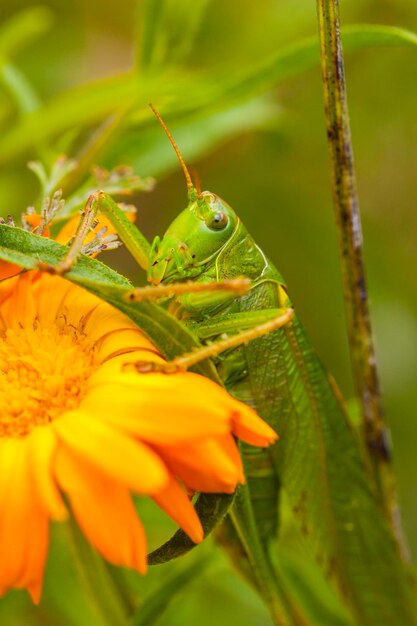 Close-up of insect on yellow flower