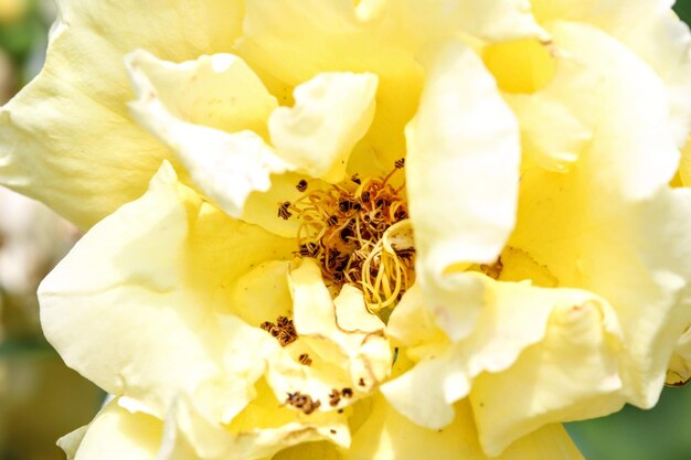 Close-up of insect on yellow flower