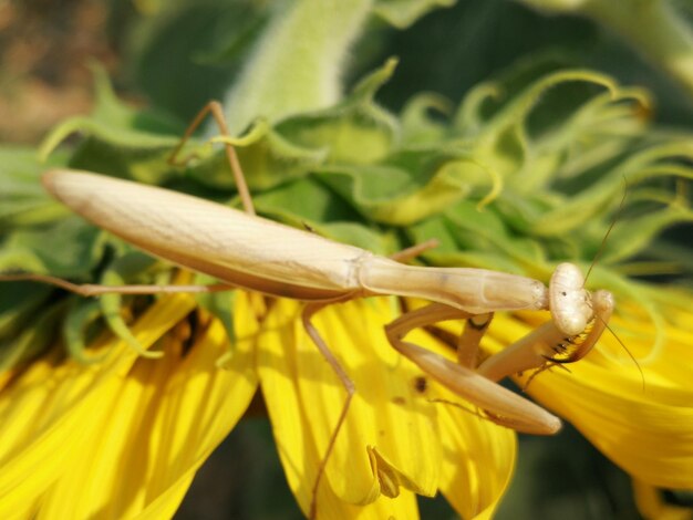 Close-up of insect on yellow flower