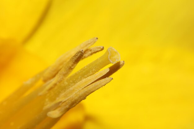 Close-up of insect on yellow flower