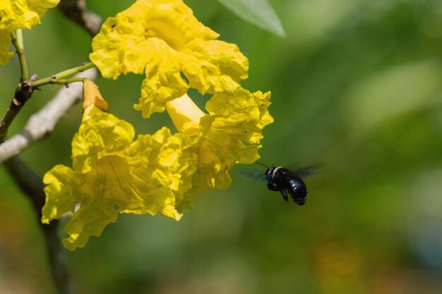 Close-up of insect on yellow flower