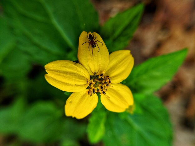 Close-up of insect on yellow flower