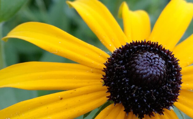 Close-up of insect on yellow flower