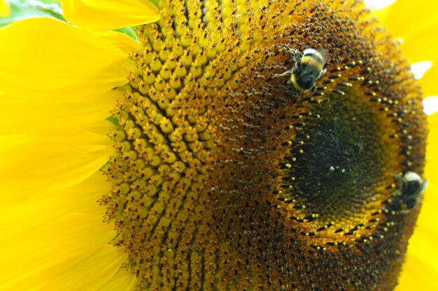 Close-up of insect on yellow flower