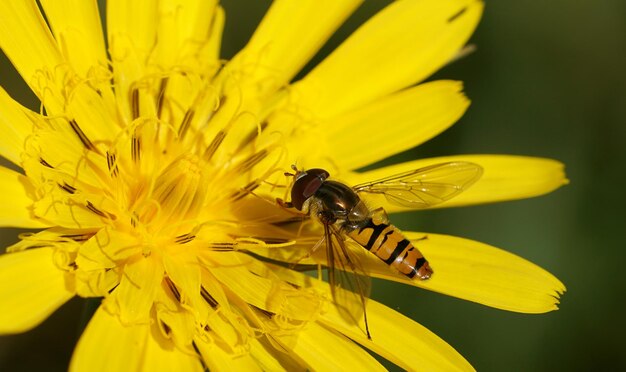 Close-up of insect on yellow flower