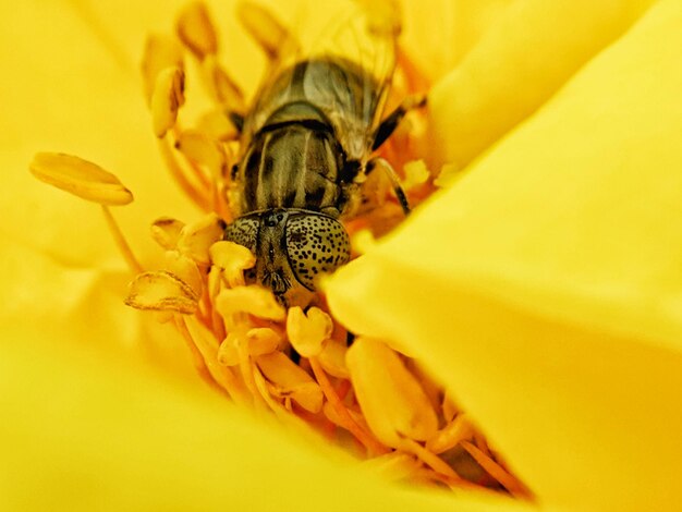 Close-up of insect on yellow flower