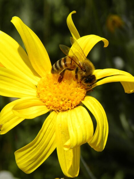 Close-up of insect on yellow flower