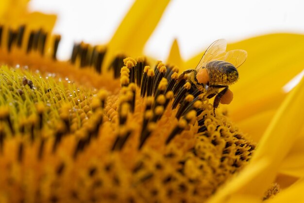 Foto prossimo piano di un insetto su un fiore giallo