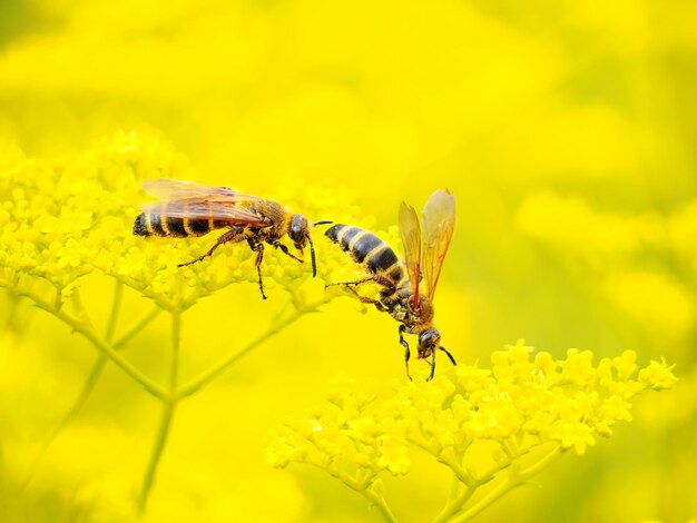 Close-up of insect on yellow flower