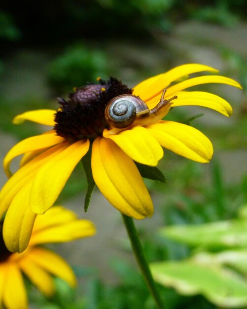 Close-up of insect on yellow flower