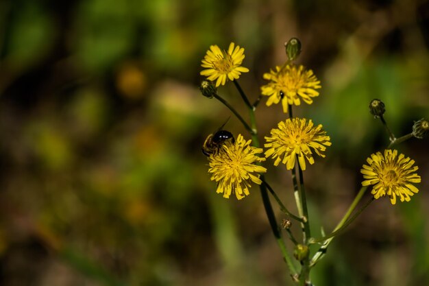 Close-up of insect on yellow flower