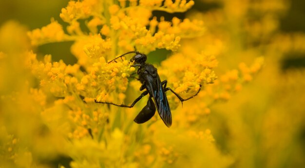 Close-up of insect on yellow flower