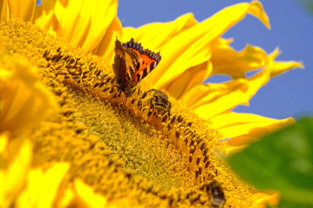 Close-up of insect on yellow flower