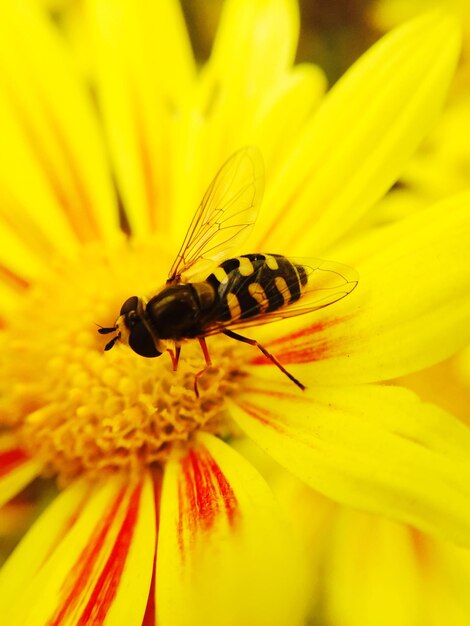 Close-up of insect on yellow flower