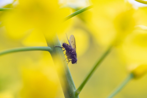 Close-up of insect on yellow flower